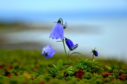 Northern bells / ***