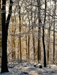 in winter / ***