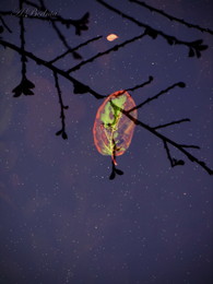 reflection / ***