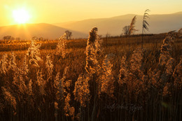 Autumn Gold / ***