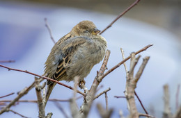 "Ich aufgewärmt und ging schlafen!" / ***