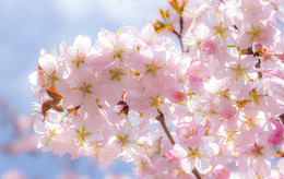 Moscow Sakura / ***