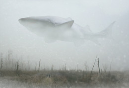 Misty meeting ... / ***