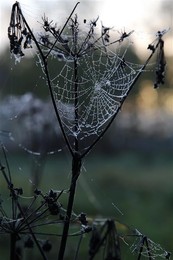 Autumn beads / ***