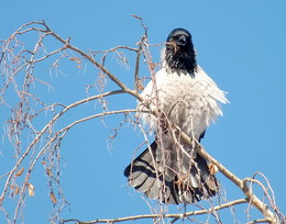 Crow Montserrat Caballe / -----
