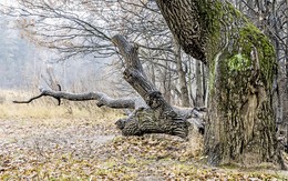 It was once the old oak ... / ***