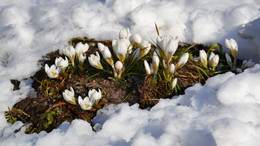Spring came.... / ***