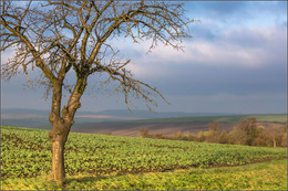 Baum / ***