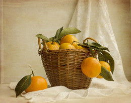 Mandarin sketch / ***