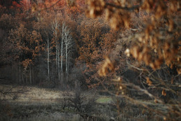 November / ***