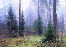 The forest was born herringbone. / ***