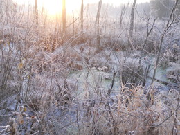 Morning in the swamp / ***
