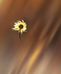 Sunny Wind... / ...