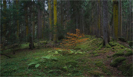 In the wilds of the forest / ***
