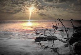LIMAN / ***