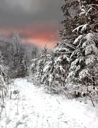 in the winter forest / ***