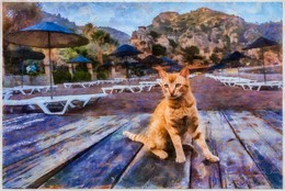 Summer. Beach. Cat. / ***
