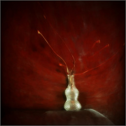 "Red Poppies ..." / ***