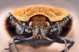 Beetle-medic / ***