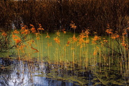 Quiet swamp / ***