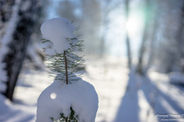 snow and pine / ***