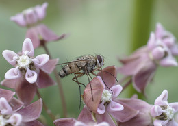 Fly / ***