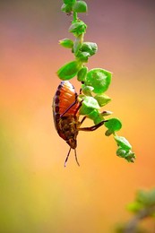 head over heels / ...