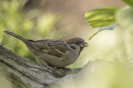 * &quot;From passerine ** / ***