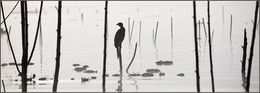 Silhouettes / ***