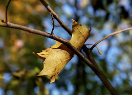 Ah, Herbst, Herbst ...! / ***