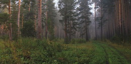 Forest trail / ***