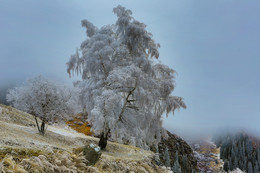 Schneebedeckte Bäume / ***