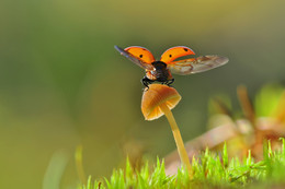 Training flight / ***