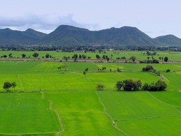 Rice fields / ***