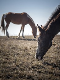 horses / ***