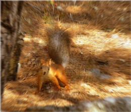Squirrel causes warm feelings / ***