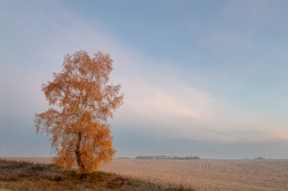 November / ***