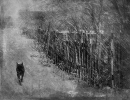From the series "Time deserted streets ..." Or Grey Dog Among White Winter ... / ...