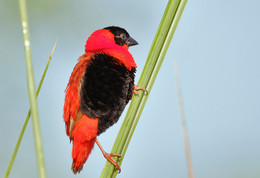 Fire Weaver / ***