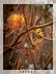 Autumn / Im Sturm der Blätter
vergrabe ich mein Herz.
Frage die anderen Gevätter
Wie lange währt ein Schmerz?