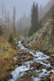 Nebel / ***