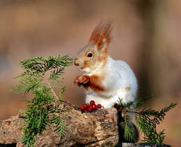 Squirrel / ***