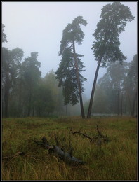 Herbstmorgen / ***