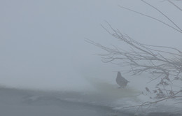 Non-flying weather / ***