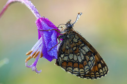 Sipping morning nectar 2 / ***