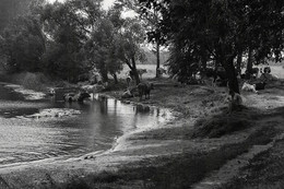 Pastoralism ... / ...