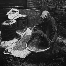 Corn / 4 Imagemaster