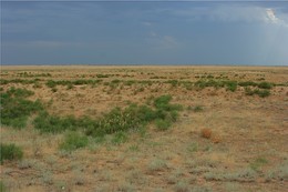 Tumbleweed / ***