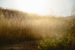 Auf dem Feld / ***
