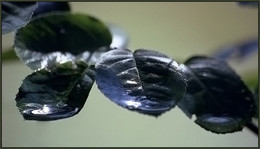 Leather leaves / ***